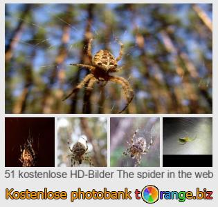 Bilddatenbank tOrange bietet kostenlosen Fotos aus dem Bereich:  die-spinne-im-netz
