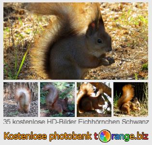 Bilddatenbank tOrange bietet kostenlosen Fotos aus dem Bereich: eichhörnchen-schwanz