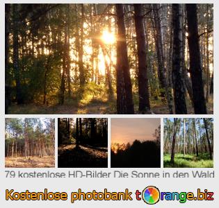 Bilddatenbank tOrange bietet kostenlosen Fotos aus dem Bereich:  die-sonne-den-wald