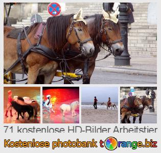 Bilddatenbank tOrange bietet kostenlosen Fotos aus dem Bereich:  arbeitstier