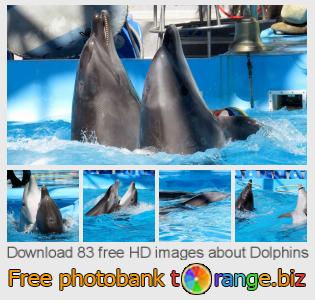 images free photo bank tOrange offers free photos from the section: dolphins