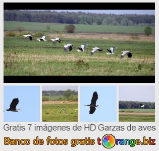 Banco de imagen tOrange ofrece fotos gratis de la sección:  garzas-de-aves