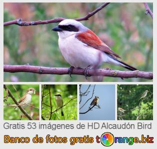 Banco de imagen tOrange ofrece fotos gratis de la sección:  alcaudón-bird
