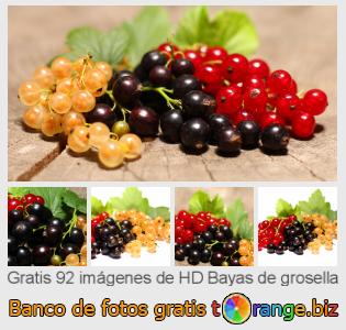 Banco de imagen tOrange ofrece fotos gratis de la sección:  bayas-de-grosella