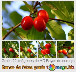 Banco de imagen tOrange ofrece fotos gratis de la sección:  bayas-de-cornejo