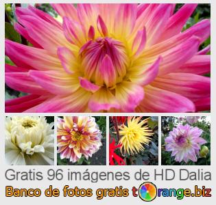 Banco de imagen tOrange ofrece fotos gratis de la sección: dalia