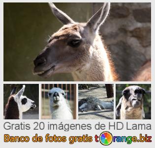 Banco de imagen tOrange ofrece fotos gratis de la sección:  lama