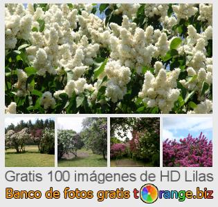 Banco de imagen tOrange ofrece fotos gratis de la sección: lilas