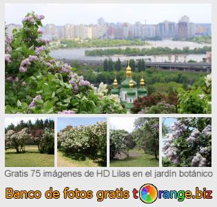 Banco de imagen tOrange ofrece fotos gratis de la sección: lilas-en-el-jardín-botánico