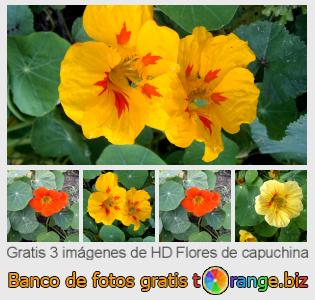Banco de imagen tOrange ofrece fotos gratis de la sección: flores-de-capuchina