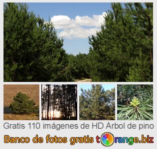 Banco de imagen tOrange ofrece fotos gratis de la sección:  árbol-de-pino
