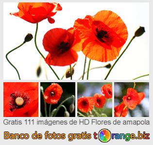 Banco de imagen tOrange ofrece fotos gratis de la sección:  flores-de-amapola