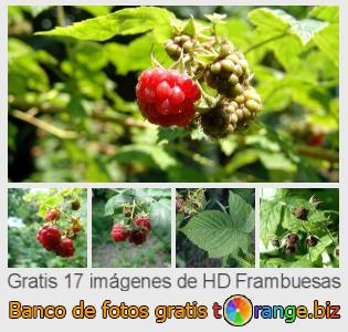 Banco de imagen tOrange ofrece fotos gratis de la sección:  frambuesas