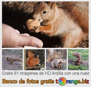 Banco de imagen tOrange ofrece fotos gratis de la sección:  ardilla-con-una-nuez