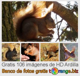 Banco de imagen tOrange ofrece fotos gratis de la sección:  ardilla