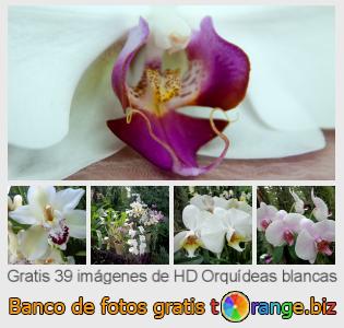Banco de imagen tOrange ofrece fotos gratis de la sección:  orquídeas-blancas