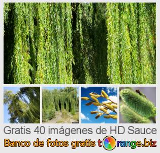 Banco de imagen tOrange ofrece fotos gratis de la sección:  sauce