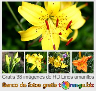 Banco de imagen tOrange ofrece fotos gratis de la sección: lirios-amarillos