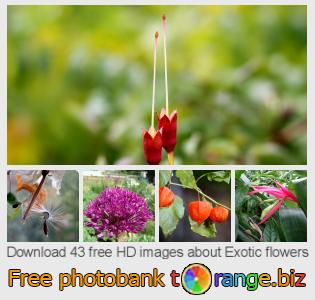 images free photo bank tOrange offers free photos from the section: exotic-flowers