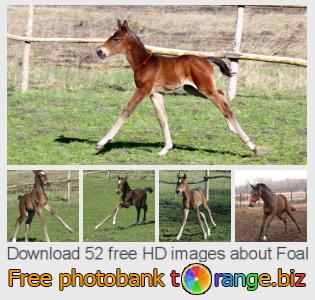 images free photo bank tOrange offers free photos from the section: foal