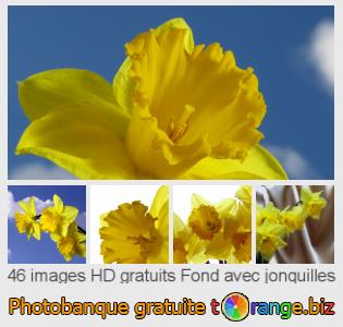Banque d'images tOrange offre des photos libres de la section:  fond-avec-jonquilles