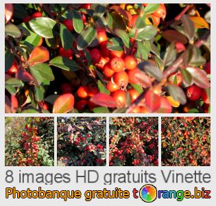 Banque d'images tOrange offre des photos libres de la section:  vinette
