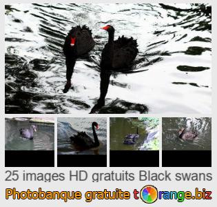 Banque d'images tOrange offre des photos libres de la section:  cygnes-noirs