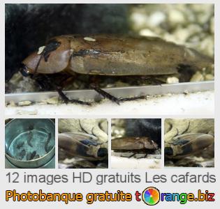 Banque d'images tOrange offre des photos libres de la section:  les-cafards
