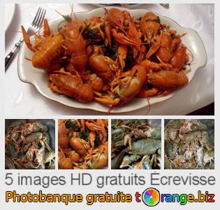 Banque d'images tOrange offre des photos libres de la section: écrevisse