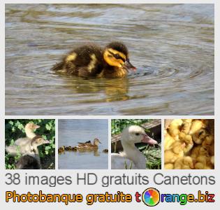 Banque d'images tOrange offre des photos libres de la section:  canetons
