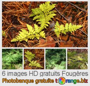 Banque d'images tOrange offre des photos libres de la section:  fougères