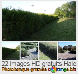 Banque d'images tOrange offre des photos libres de la section:  haie