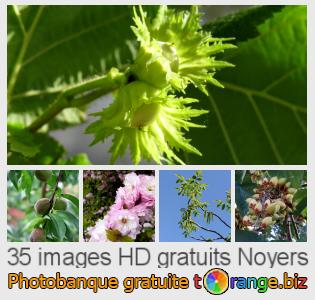 Banque d'images tOrange offre des photos libres de la section:  noyers