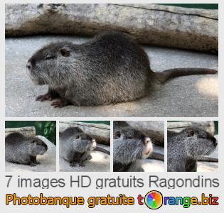 Banque d'images tOrange offre des photos libres de la section:  ragondins