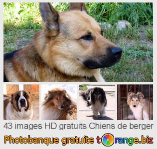 Banque d'images tOrange offre des photos libres de la section: chiens-de-berger