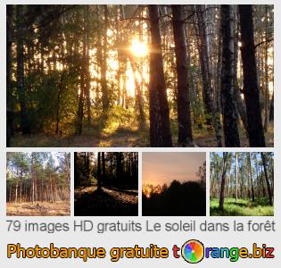 Banque d'images tOrange offre des photos libres de la section: le-soleil-dans-la-forêt