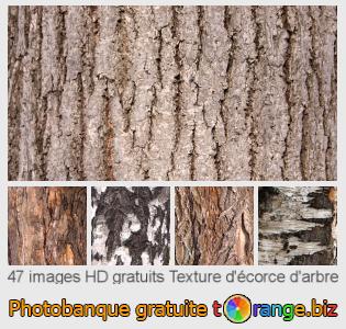 Banque d'images tOrange offre des photos libres de la section: texture-décorce-darbre