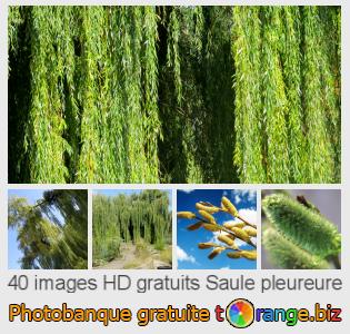 Banque d'images tOrange offre des photos libres de la section:  saule-pleureure