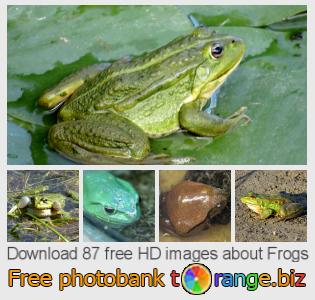images free photo bank tOrange offers free photos from the section: frogs