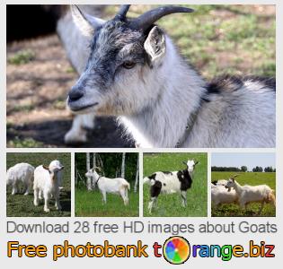 images free photo bank tOrange offers free photos from the section: goats