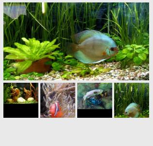 Banca Immagine di tOrange offre foto gratis nella sezione:  pesci