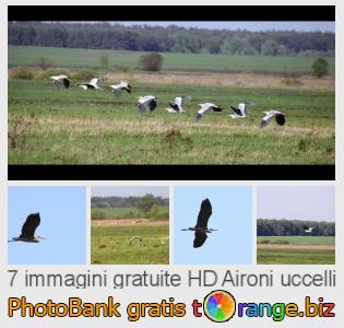 Banca Immagine di tOrange offre foto gratis nella sezione:  aironi-uccelli