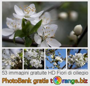 Banca Immagine di tOrange offre foto gratis nella sezione:  fiori-di-ciliegio