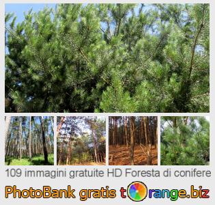 Banca Immagine di tOrange offre foto gratis nella sezione: foresta-di-conifere