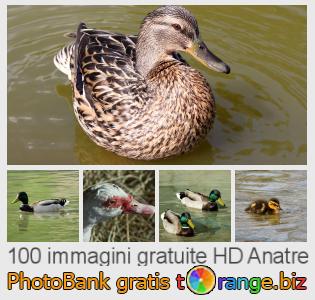Banca Immagine di tOrange offre foto gratis nella sezione:  anatre