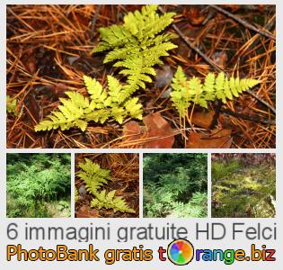 Banca Immagine di tOrange offre foto gratis nella sezione:  felci