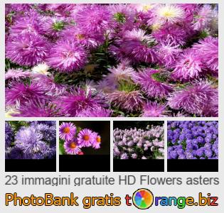 Banca Immagine di tOrange offre foto gratis nella sezione: aster-fiori