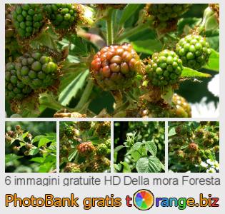 Banca Immagine di tOrange offre foto gratis nella sezione:  della-mora-foresta