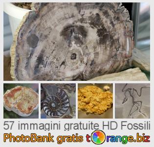 Banca Immagine di tOrange offre foto gratis nella sezione: fossili