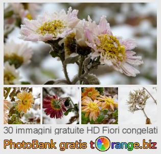 Banca Immagine di tOrange offre foto gratis nella sezione: fiori-congelati
